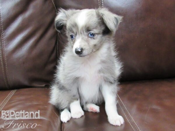 Miniature Australian Shepherd-DOG-Female-Merle-26237-Petland Frisco, Texas