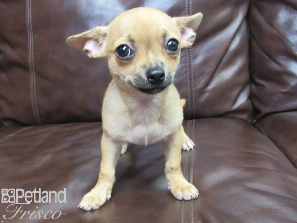 Chihuahua-DOG-Female-Red-26236-Petland Frisco & Mckinney, Texas