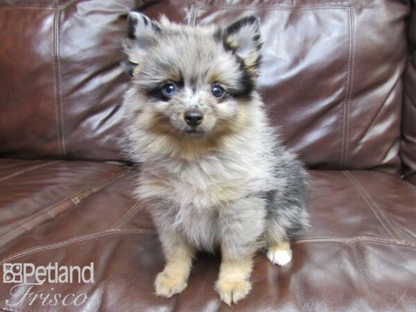 Pomeranian-DOG-Female-Merle-26234-Petland Frisco, Texas