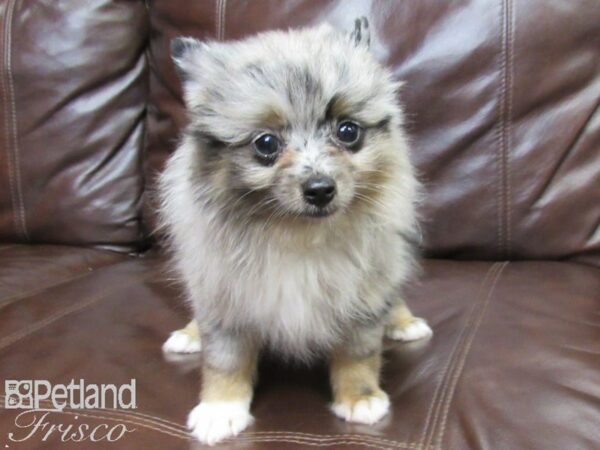 Pomeranian-DOG-Female-Merle-26233-Petland Frisco, Texas