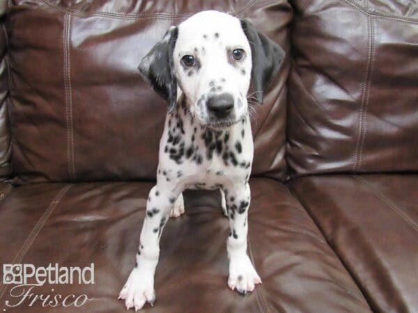 Dalmatian-DOG-Female-White with Black spots-26230-Petland Frisco, Texas