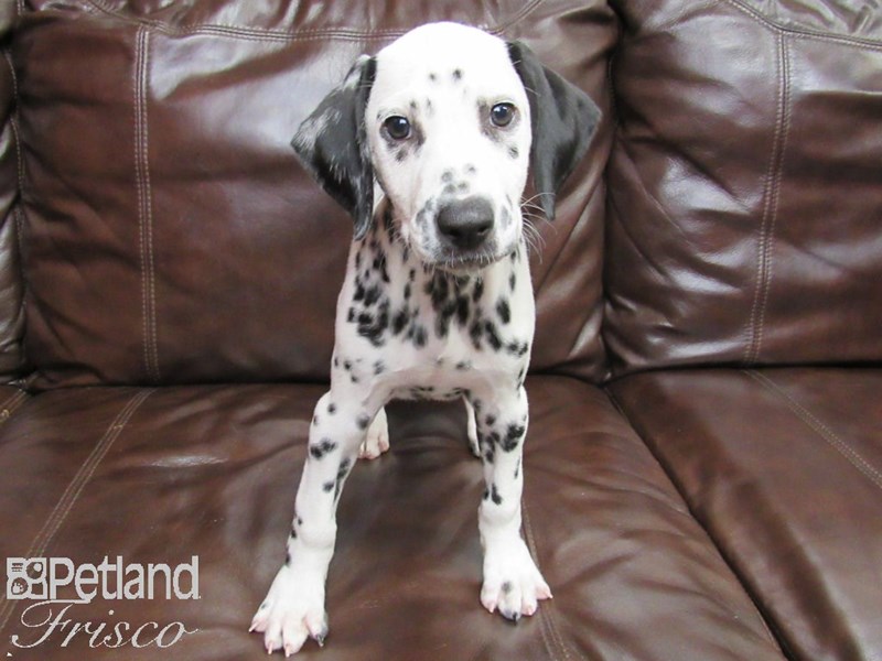 Dalmatian Dog Female White with Black spots 26230