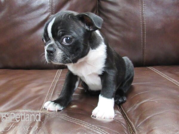 Boston Terrier DOG Male Black and White 26228 Petland Frisco, Texas