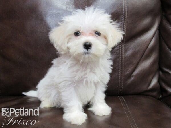 Maltese-DOG-Male-White-26226-Petland Frisco, Texas