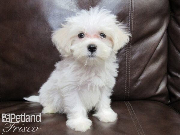 Maltese-DOG-Male-White-26226-Petland Frisco & Mckinney, Texas
