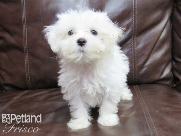 Maltese DOG Male White 26225 Petland Frisco, Texas