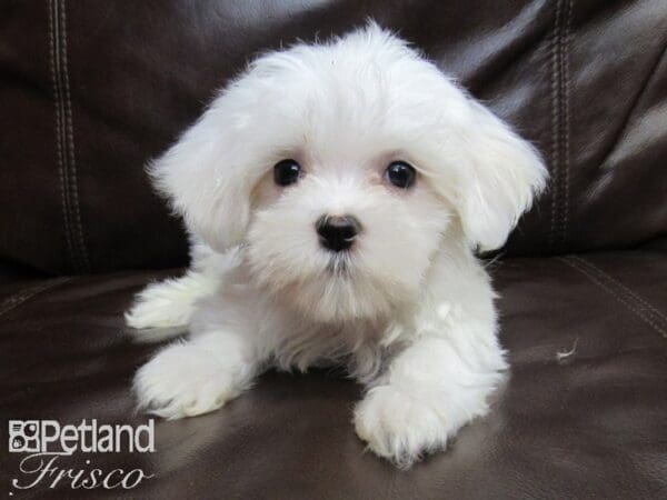 Maltese-DOG-Male-White-26223-Petland Frisco, Texas