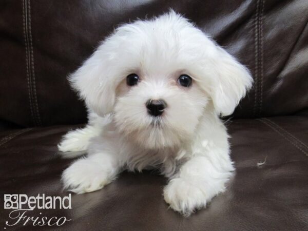 Maltese-DOG-Male-White-26223-Petland Frisco & Mckinney, Texas