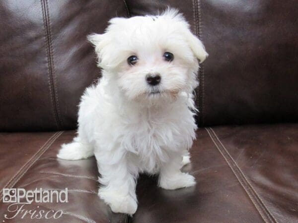 Maltese-DOG-Female-White-26222-Petland Frisco, Texas