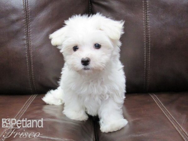 Maltese-DOG-Male-White-26221-Petland Frisco & Mckinney, Texas