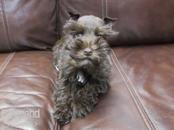Miniature Schnauzer-DOG-Female-Chocolate-26220-Petland Frisco & Mckinney, Texas