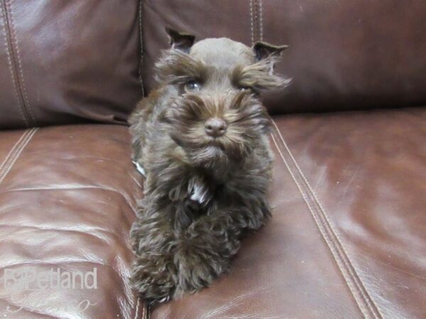 Miniature Schnauzer-DOG-Female-Chocolate-26220-Petland Frisco, Texas