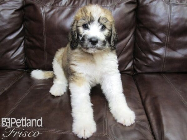 Standard Poodle/Saint Bernard DOG Male Tri 26219 Petland Frisco, Texas