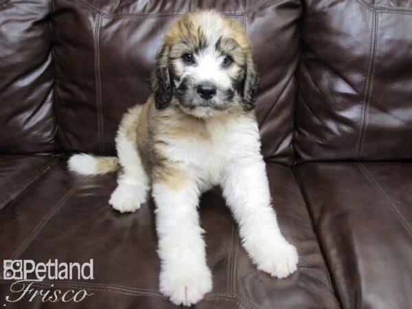 Standard Poodle/Saint Bernard-DOG-Male-Tri-26219-Petland Frisco & Mckinney, Texas