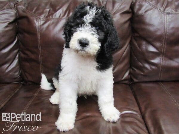 Standard Poodle/Saint Bernard-DOG-Male-Black and White-26218-Petland Frisco, Texas