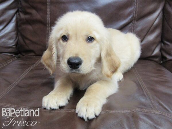 Golden Retriever-DOG-Male-Golden-26217-Petland Frisco & Mckinney, Texas