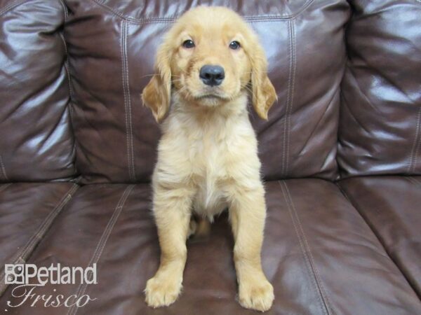 Golden Retriever-DOG-Female-Golden-26216-Petland Frisco, Texas