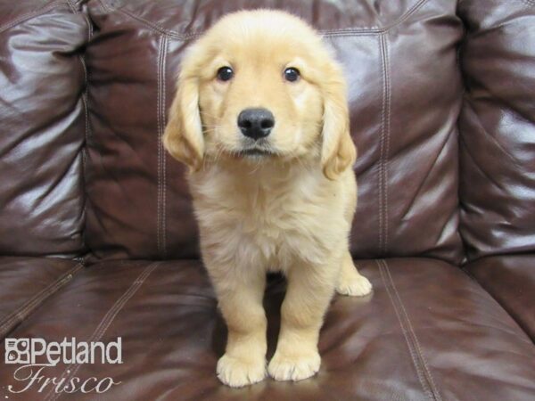 Golden Retriever-DOG-Male-Golden-26214-Petland Frisco, Texas