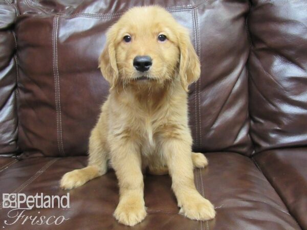 Golden Retriever-DOG-Male-Golden-26213-Petland Frisco & Mckinney, Texas