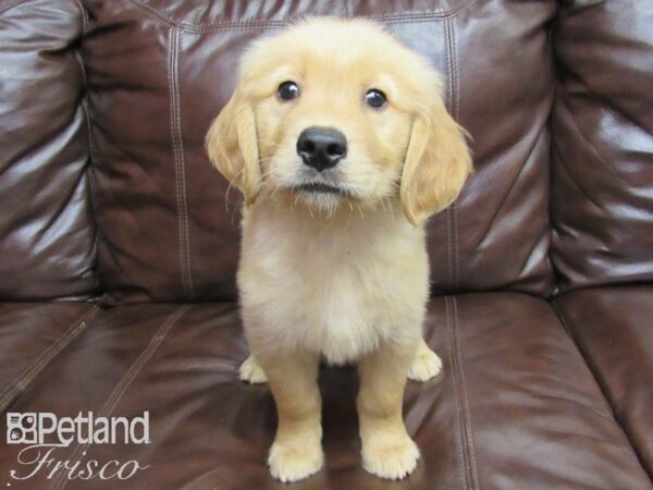 Golden Retriever-DOG-Male-Golden-26212-Petland Frisco & Mckinney, Texas