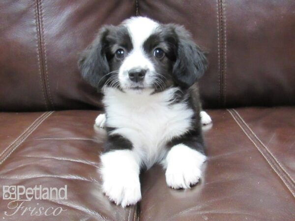 Miniature Australian Shepherd-DOG-Female-Blue Tri-26211-Petland Frisco & Mckinney, Texas