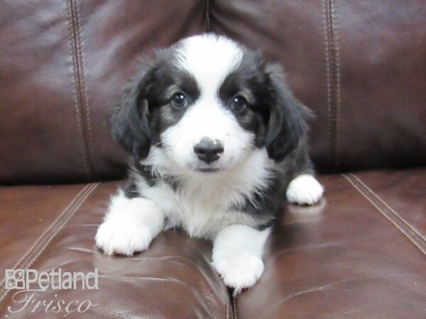 Miniature Australian Shepherd-DOG-Male-Tri-26209-Petland Frisco & Mckinney, Texas