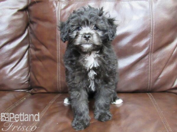 Maltipoo DOG Female Black and White 26253 Petland Frisco, Texas