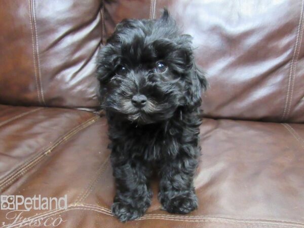 Maltipoo DOG Female Black 26254 Petland Frisco, Texas