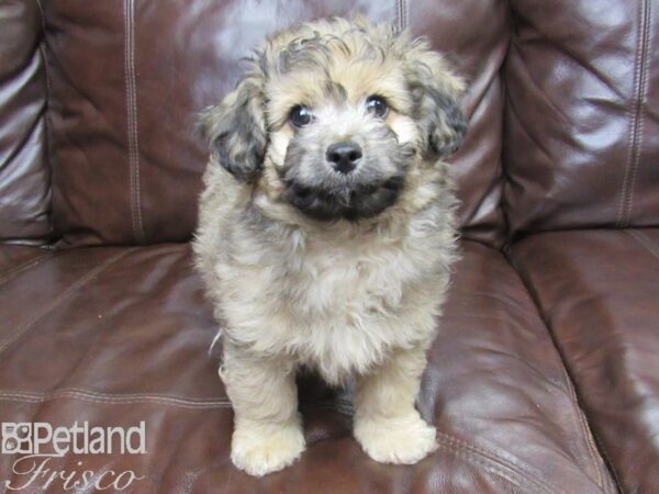 Maltipoo-DOG-Male-Grizzle-26255-Petland Frisco & Mckinney, Texas