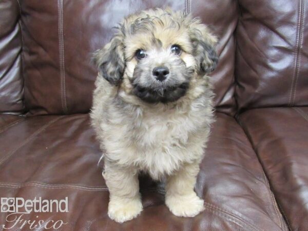 Maltipoo DOG Male Grizzle 26255 Petland Frisco, Texas