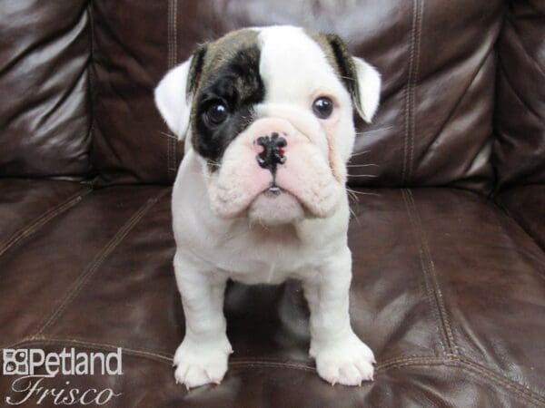 English Bulldog-DOG-Male-Brindle and White-26256-Petland Frisco, Texas