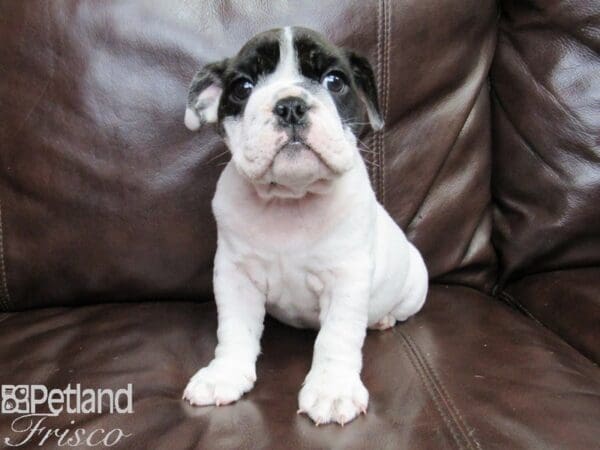 English Bulldog DOG Female Brindle and White 26257 Petland Frisco, Texas