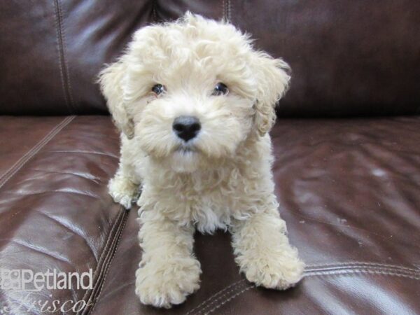 Poochon DOG Male Cream 26258 Petland Frisco, Texas