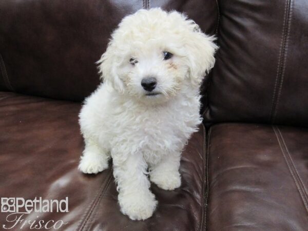 Poochon DOG Male Cream 26259 Petland Frisco & Mckinney, Texas