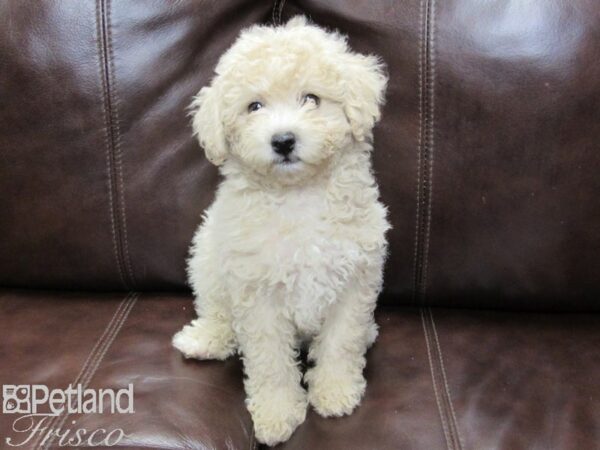 Poochon-DOG-Female-Cream-26260-Petland Frisco, Texas