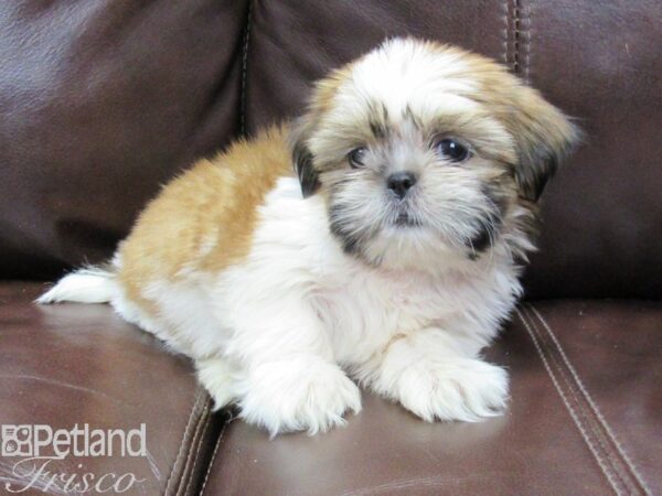 Shih Tzu DOG Female Brown and White 26261 Petland Frisco, Texas