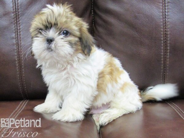 Shih Tzu DOG Male Brown and White 26263 Petland Frisco, Texas