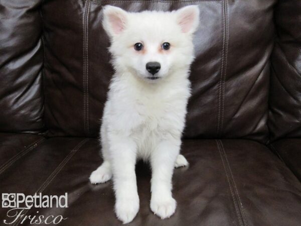 American Eskimo DOG Female White 26266 Petland Frisco, Texas