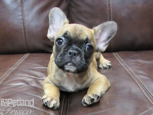 French Bulldog DOG Female Fawn 26267 Petland Frisco, Texas