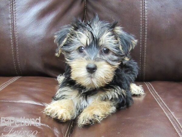 Morkie-DOG-Male--26269-Petland Frisco & Mckinney, Texas