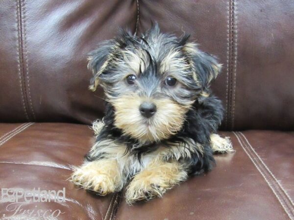 Morkie-DOG-Male--26269-Petland Frisco, Texas