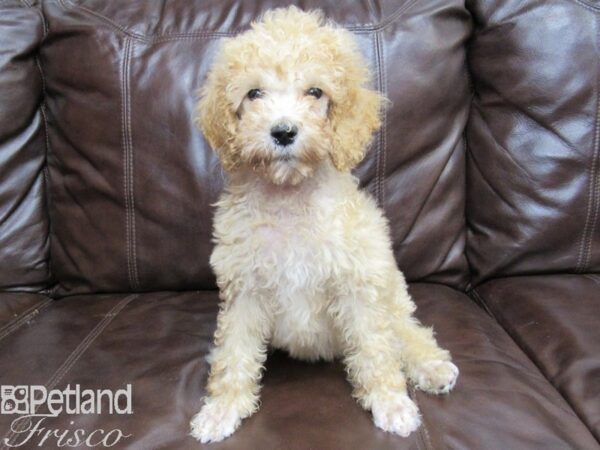 Standard Poodle-DOG-Male-Apricot-26268-Petland Frisco & Mckinney, Texas