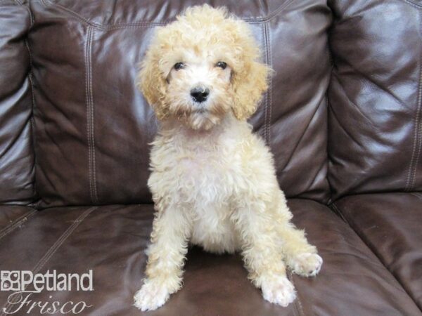 Standard Poodle DOG Male Apricot 26268 Petland Frisco, Texas