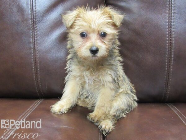 Morkie-DOG-Female--26270-Petland Frisco & Mckinney, Texas