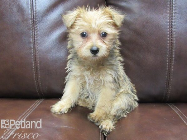 Morkie-DOG-Female--26270-Petland Frisco, Texas