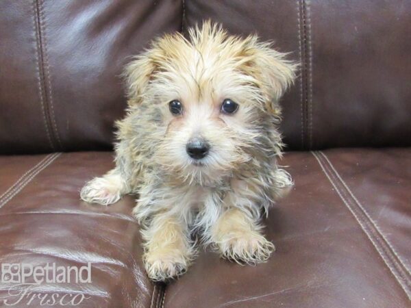 Morkie-DOG-Female--26271-Petland Frisco, Texas