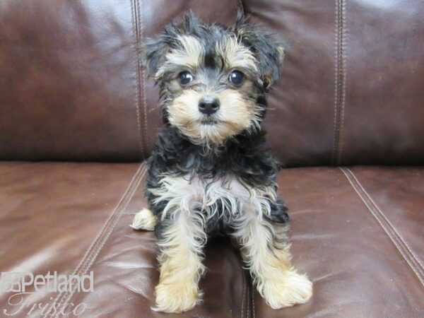 Morkie-DOG-Female--26272-Petland Frisco, Texas