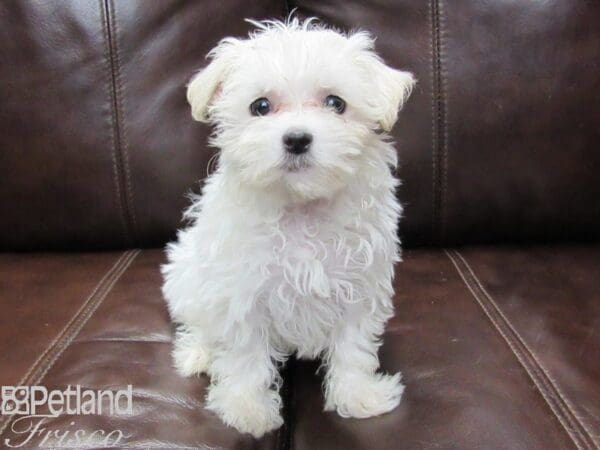 Maltese-DOG-Female-White-26273-Petland Frisco, Texas