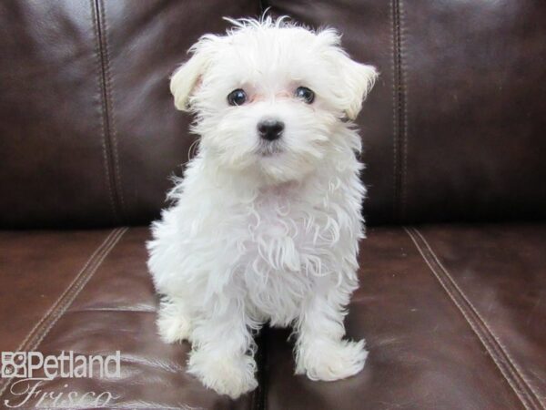 Maltese DOG Female White 26273 Petland Frisco & Mckinney, Texas