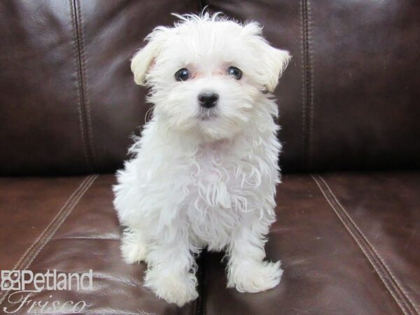 Maltese-DOG-Female-White-26273-Petland Frisco, Texas